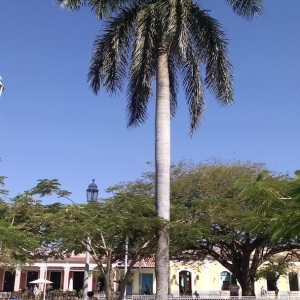 Cuban ROYAL Palm Tree