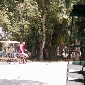 Goat Carriage Tours Children In Park