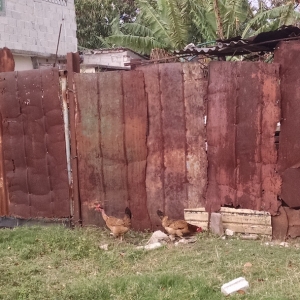 Neighborhood Chicken