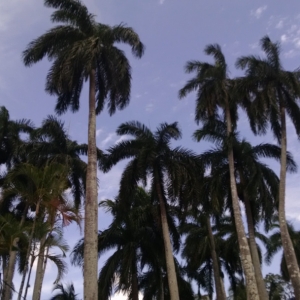 Royal Palms-2