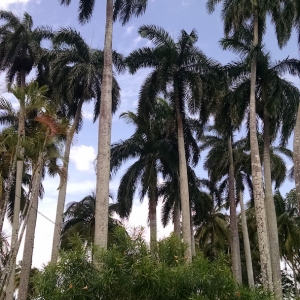 Royal Palms-3