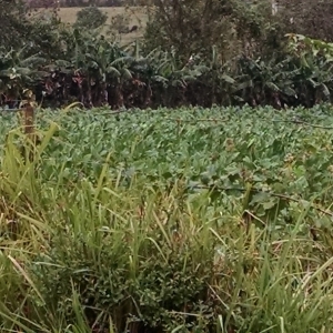 Tobacco Farm - Close-up Photo NOT Allowed