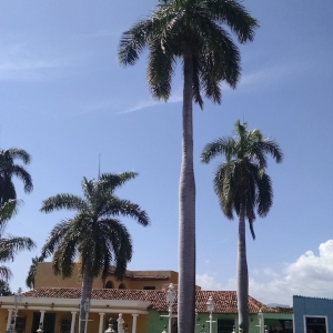Trinidad Town Center (5)