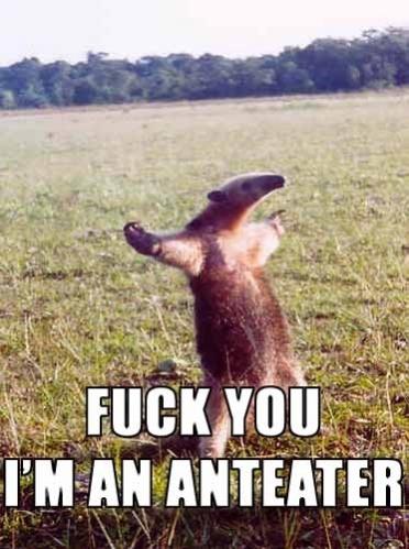 anteater