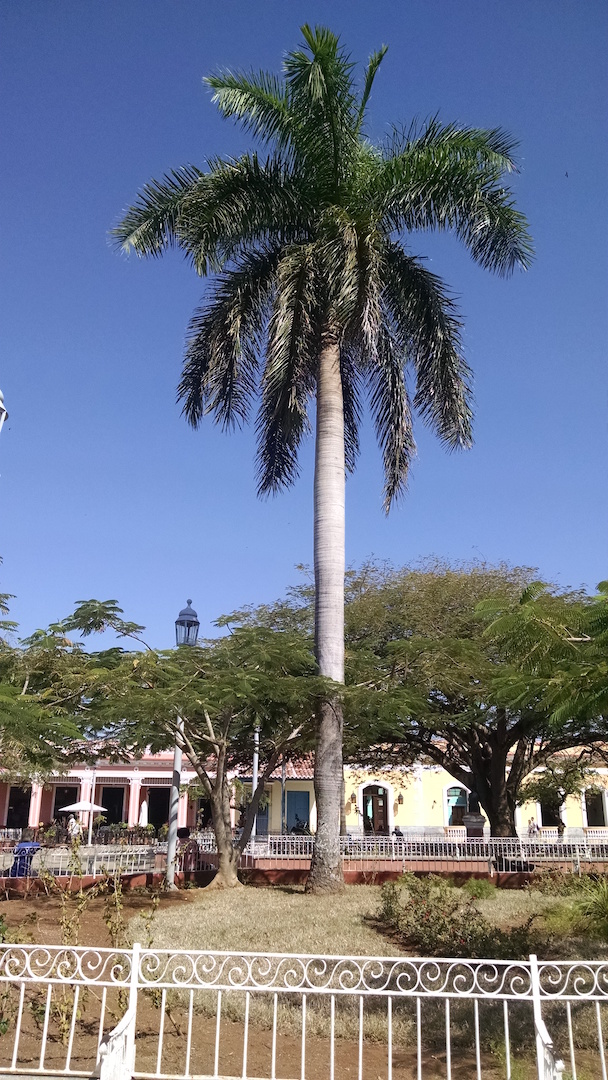 Cuban ROYAL Palm Tree