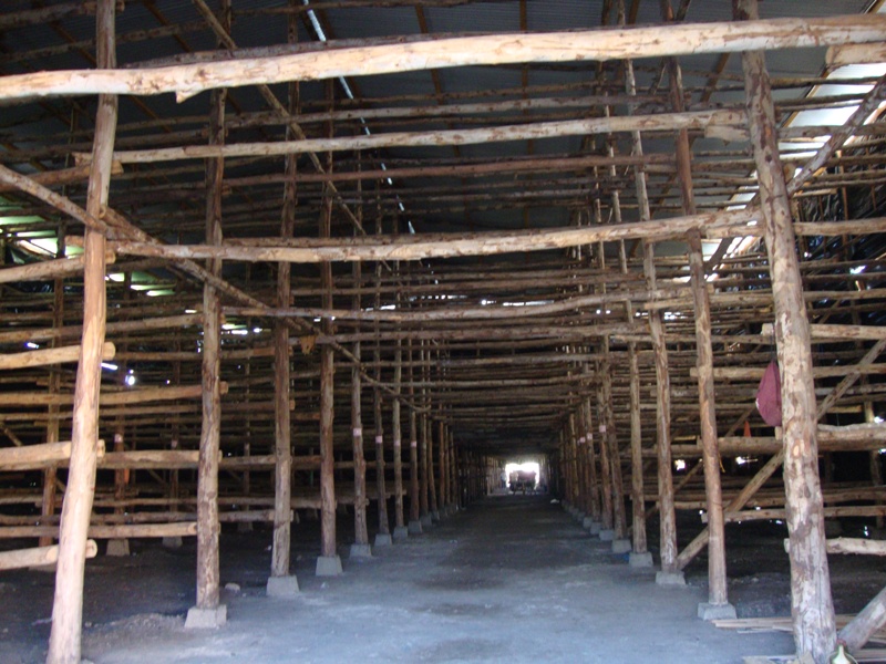 Curing barn - cool pic!