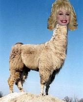 DOLLY LLAMA 768173