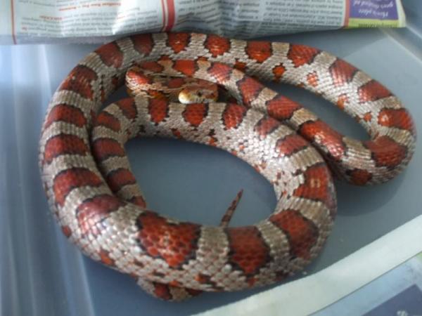 FU, a normal Corn Snake.