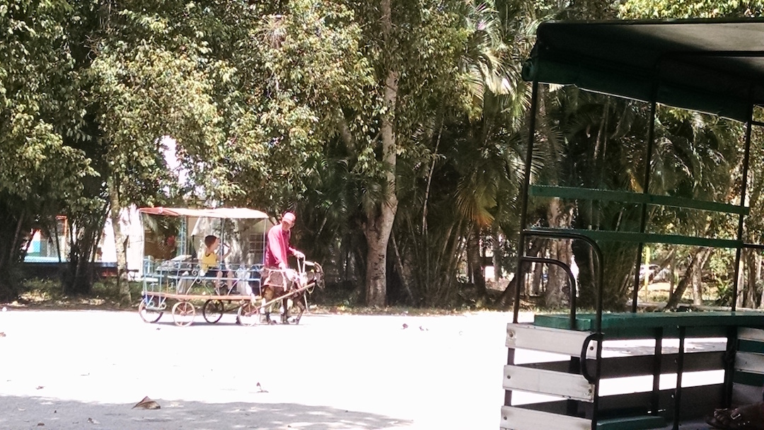 Goat Carriage Tours Children In Park