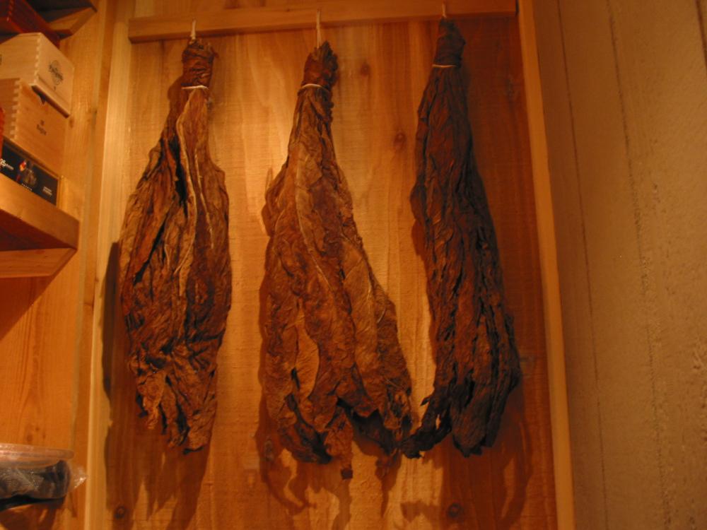 Havana 7, Premium Shade, 2LS Broadleaf