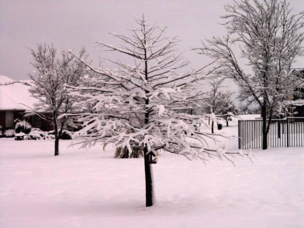 I've often wondered what this Bald Cypress would look like with snow on it...