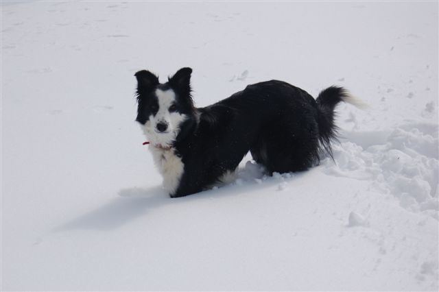 Jessie 5 Years Border Collie