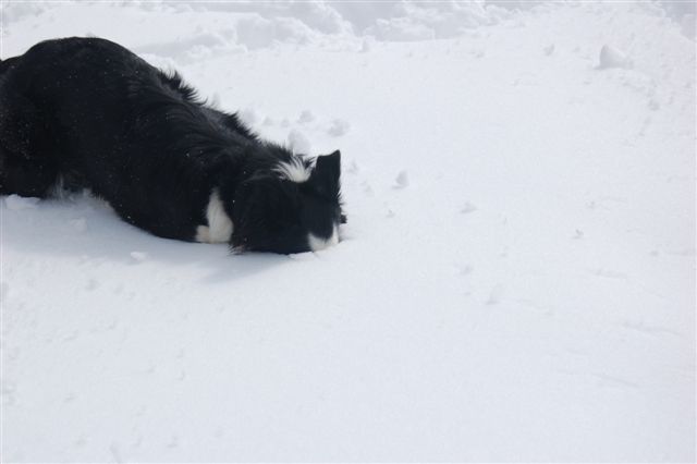 Jessie in snow