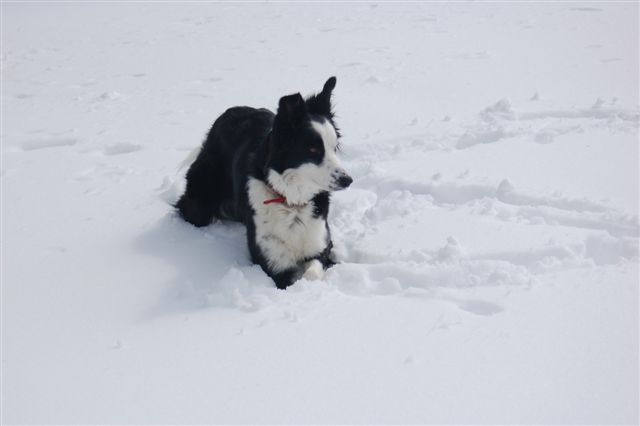 Jessie looking for something to herd