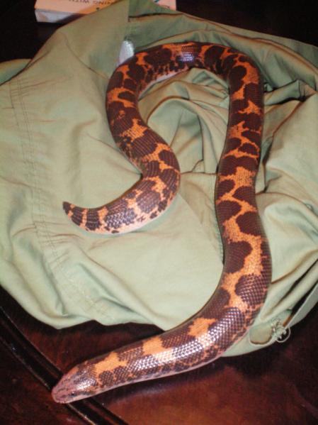 Kenyan Sand Boa