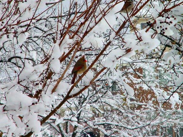 Lady Cardinal taking a break.