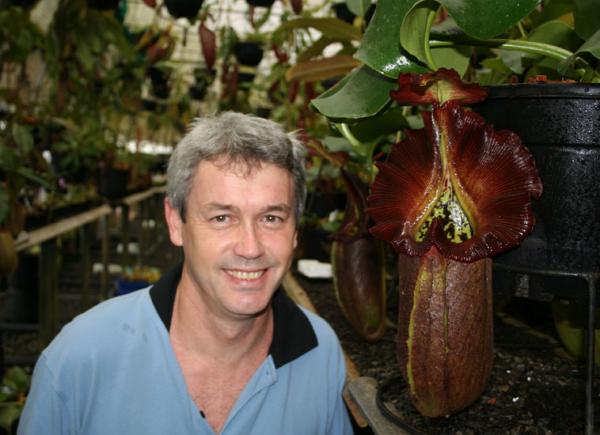 N. truncata 'Queen of Hearts' - Rob Cantley Borneo Exotics