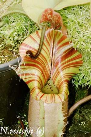 N. veitchii