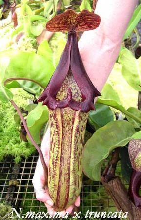 Nepenthes maxima x truncata