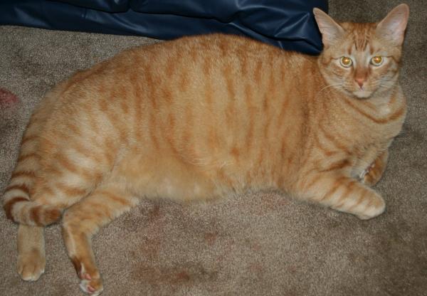 Our fat kitty, Spanky