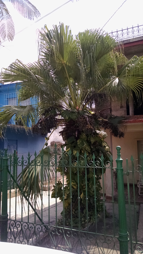 Regular PALM Very Unusual For Cuba