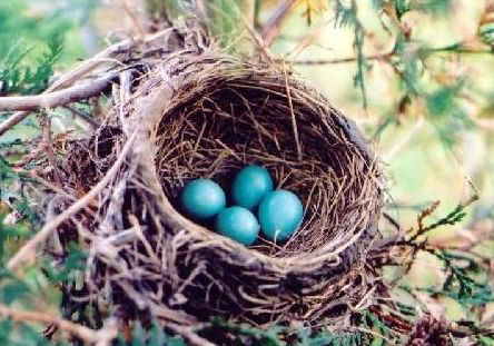 robin nest large