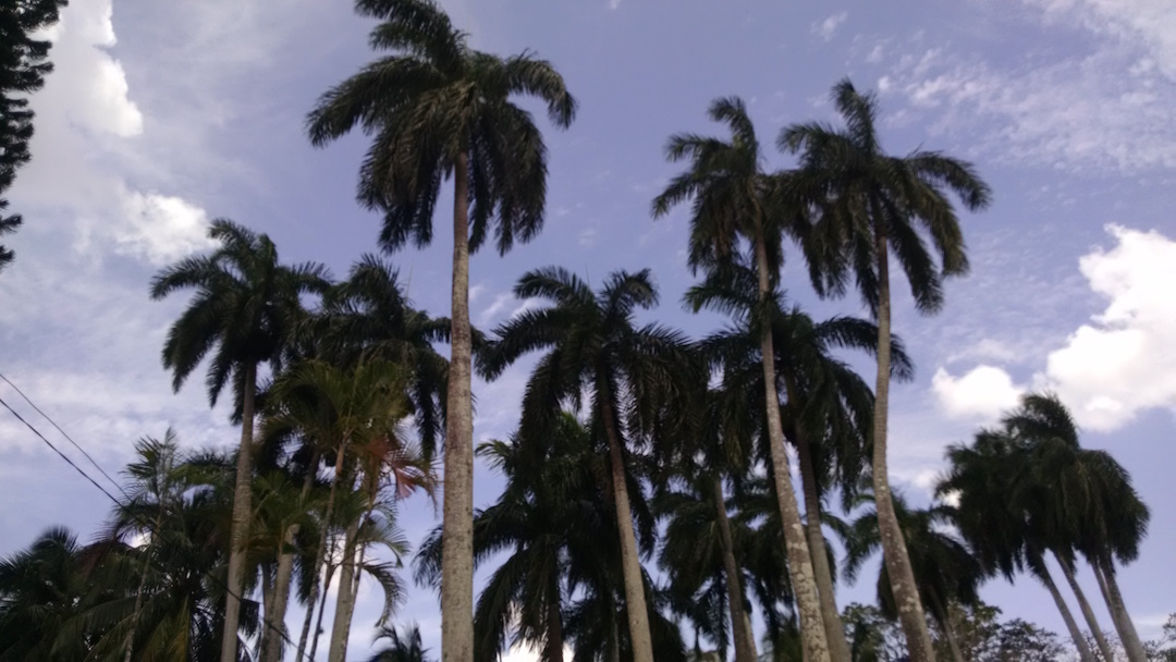 Royal Palms-2