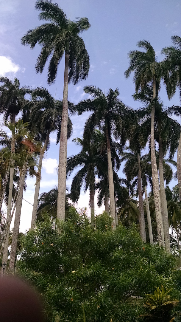 Royal Palms-3