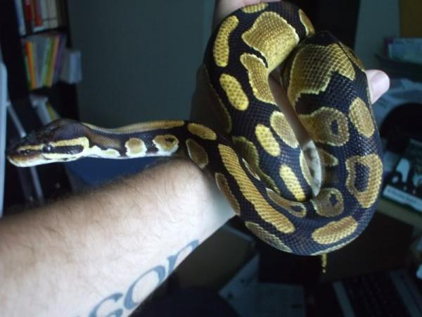 Samantha, a normal Ball Python.