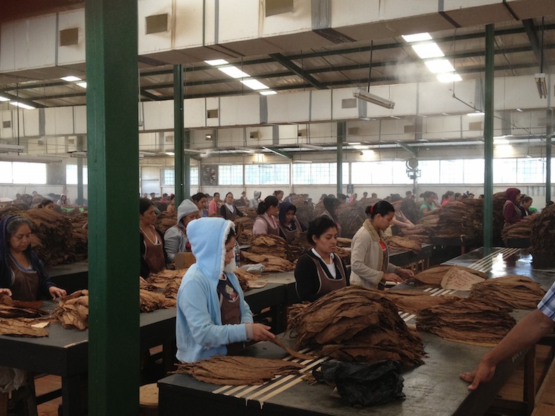 Sorting tobacco at Oliva Tobacco Company