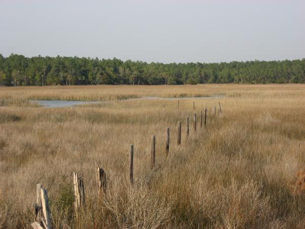 the edge of the old cow fence