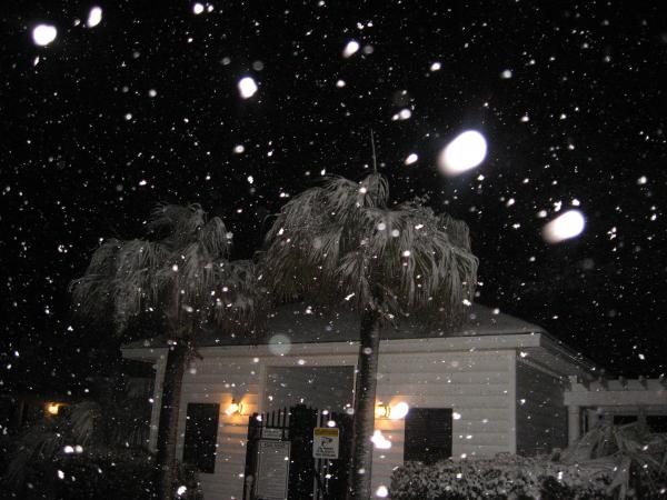 the pool. kinda weird seeing palm trees with snow on em