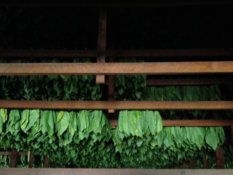 Tobacco leaves hanging in a Padron barn