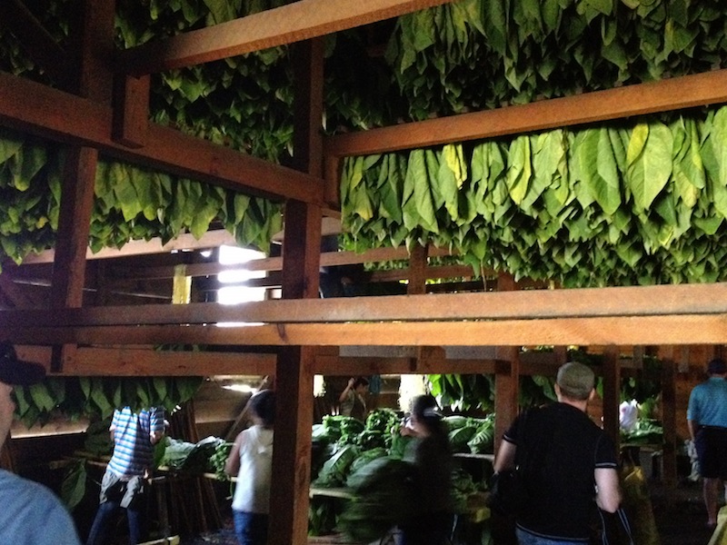 Tobacco leaves hanging in a Padron barn