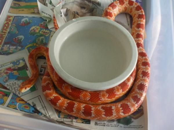 Topher, an amelanistic Corn Snake.