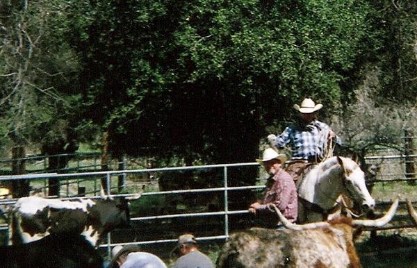 Working Cows