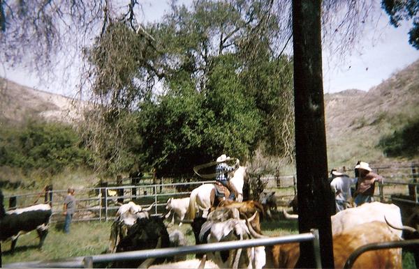 Yep still working cows