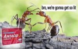 anta.jpg